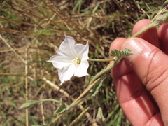 Convolvulus hermanniae