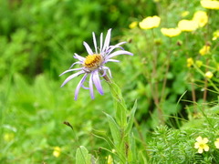 Aster diplostephioides