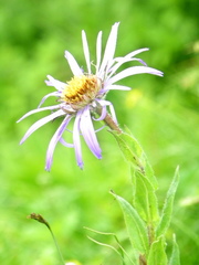 Aster diplostephioides