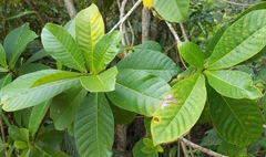 Tabernaemontana hystrix