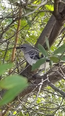 Mimus polyglottos