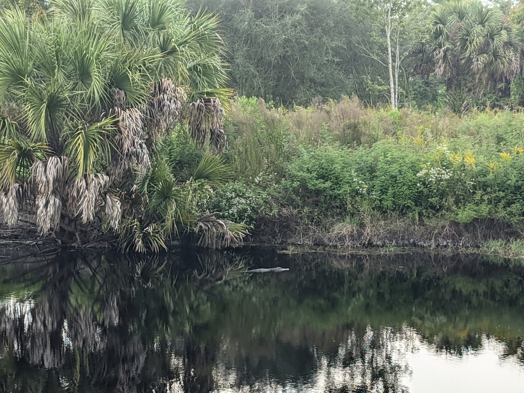 American Alligator from Kissimmee on October 9, 2020 at 08:17 PM by ...