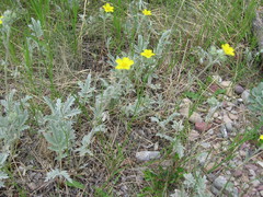 Potentilla effusa