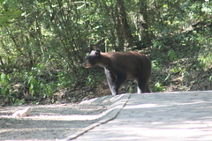 Ursus americanus eremicus