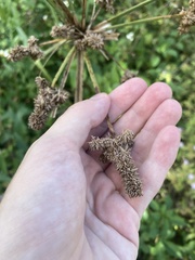 Cyperus ligularis image