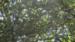 Poecile atricapillus image