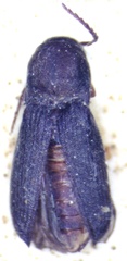 Arrhipis subacuta