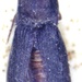 Nematodinus subacuta - Photo (c) jmmaes, algunos derechos reservados (CC BY-SA), subido por jmmaes