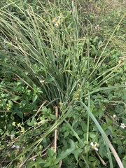 Cyperus ligularis image