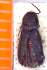 Arrhipis subacuta