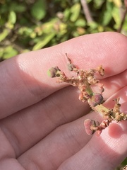 Euphorbia heterophylla image