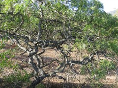 Pseudosmodingium andrieuxii