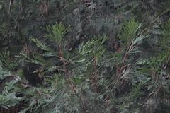 Calocedrus decurrens