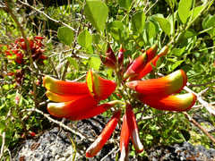 Erythrina acanthocarpa
