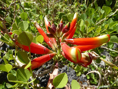 Erythrina acanthocarpa