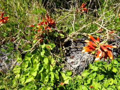 Erythrina acanthocarpa