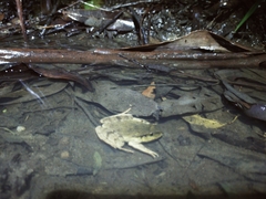 Platyplectrum fletcheri