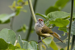 Hylophilus amaurocephalus