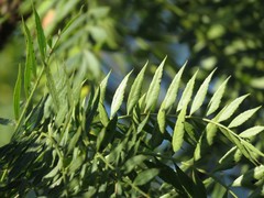 Pseudosmodingium andrieuxii