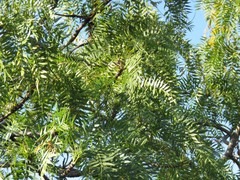 Pseudosmodingium andrieuxii