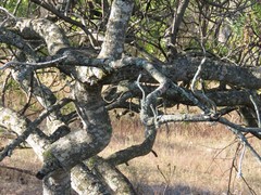 Pseudosmodingium andrieuxii