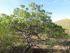 Pseudosmodingium andrieuxii