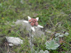 Leontopodium himalayanum