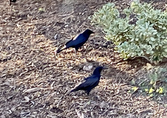 Corvus brachyrhynchos