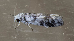 Lichenaula onychotypa