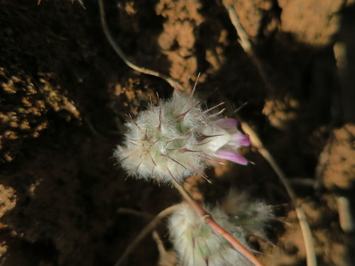 Lepidagathis lanatoglabra image