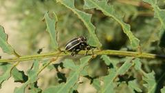 Eudiagogus episcopalis