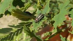 Eudiagogus episcopalis