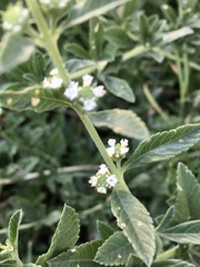 Lippia turbinata