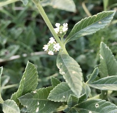Lippia turbinata