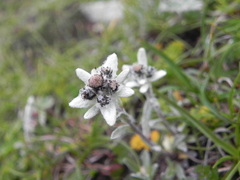 Leontopodium jacotianum