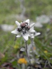 Leontopodium jacotianum