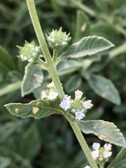 Lippia turbinata