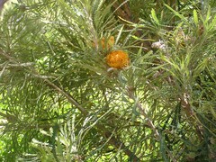 Banksia formosa