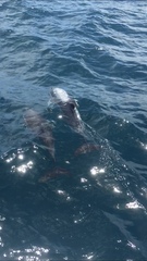 Delphinus
