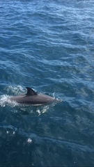Delphinus