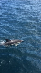 Delphinus