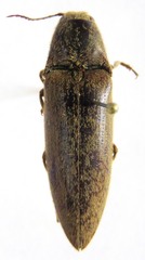Atractosomus arcuatus