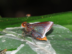 Thracides cleanthes