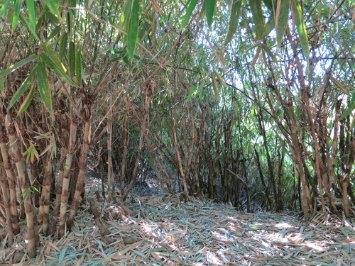 African Bamboo (Oxytenanthera abyssinica)