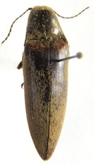 Atractosomus arcuatus