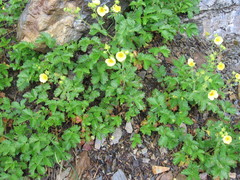 Drymocallis pseudorupestris