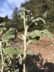 Malacothamnus arcuatus