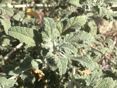 Malacothamnus arcuatus