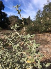 Malacothamnus arcuatus