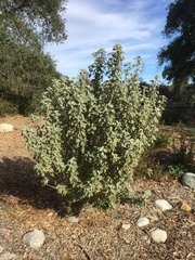 Malacothamnus arcuatus